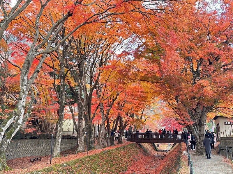 Mùa lá đỏ Nhật Bản